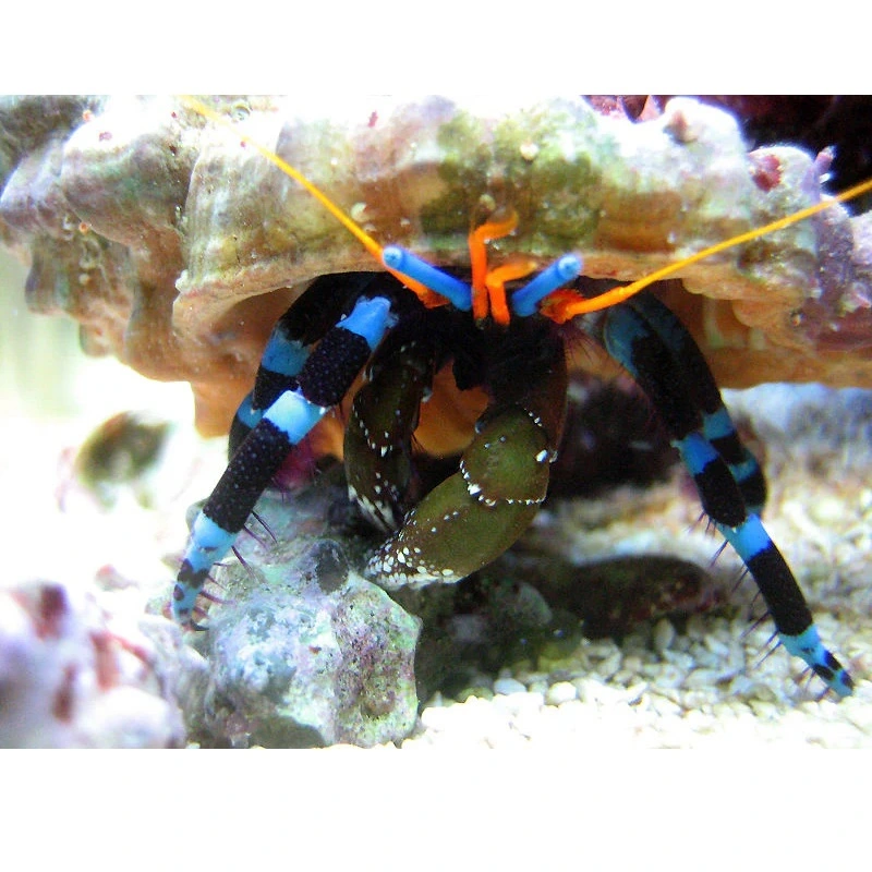 Eremitkrebs Calcinus Elegans